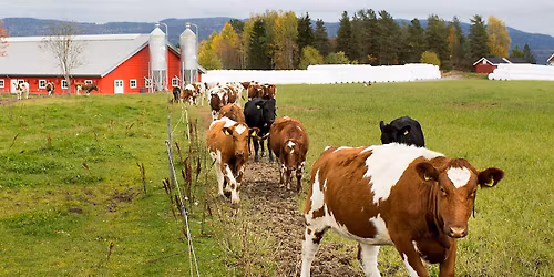 Ostens dag med Eiker G\u00e5rdsysteri