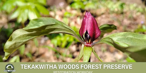 Volunteer Workday - Tekakwitha Woods Forest Preserve