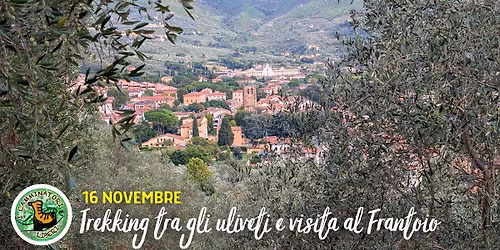 Trekking tra gli ulivi e visita al frantoio del Monte Pisano