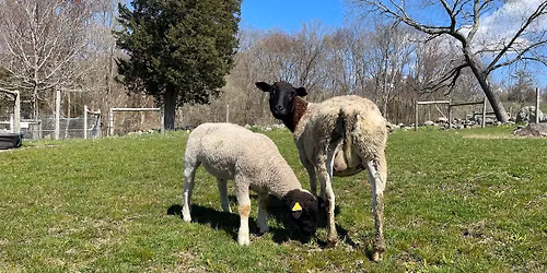Family Farm Chores at Weir River Farm