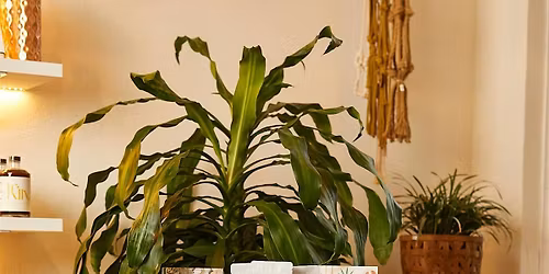 Summer Solstice Plant Swap & Alter Making