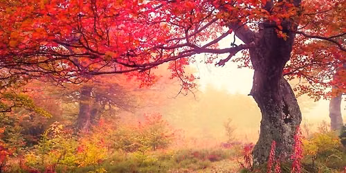 Crossing the Autumn Threshold - a half-day workshop