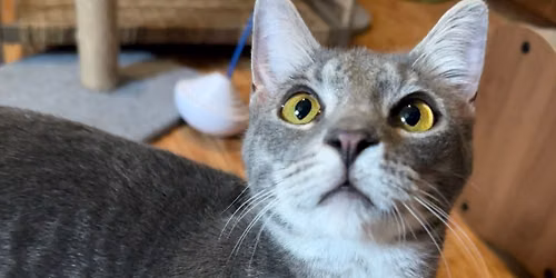 Purrs, Pets, & Hellos