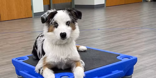 Brown County K9 Puppy Class