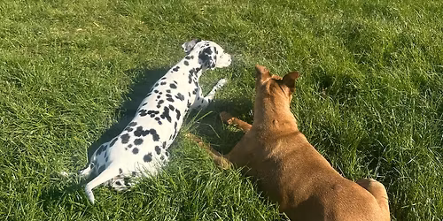 Dog day out (doggy play date)