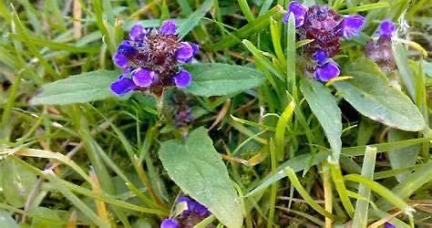 Summertime Herb Walk- July