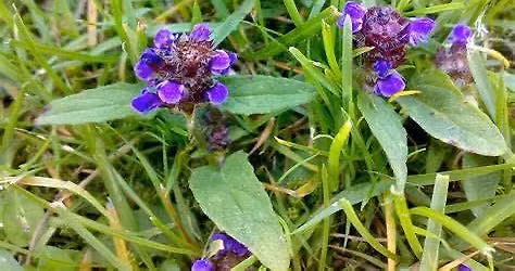 Summertime Herb Walk- July
