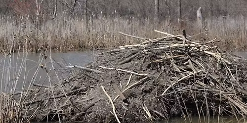 Equinox Beaver Walk \ud83e\udda6\u2728 (For Members)