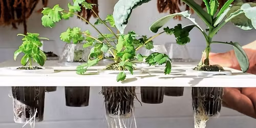 13\/11\/2025 Entretien d'un syst\u00e8me hydroponique : pr\u00e9vention des maladies et conseils pratiques