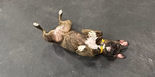 (FULL) Tricks Fun Sessions!