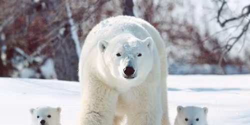 International Polar Bear Day