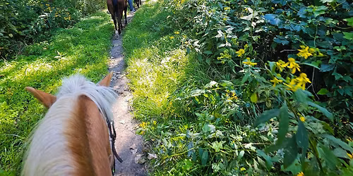 Summer Horse Camp - Week 2 - Mornings