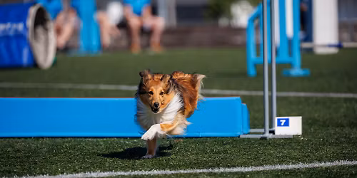 Agility Nybegynnerkurs 6-7. juni 2026
