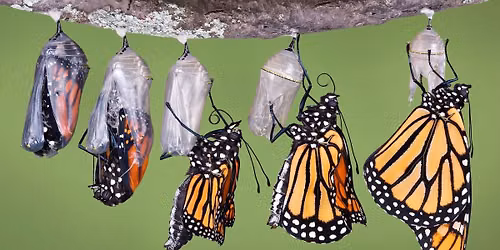 Metamorphosis Magic