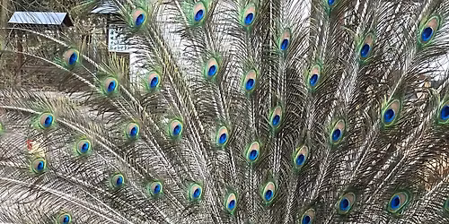 Herbstputz im Tiergehege