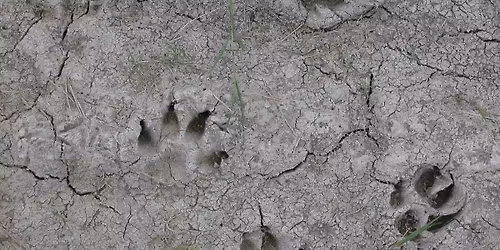 Homeschool Nature Adventures - Animal Signs