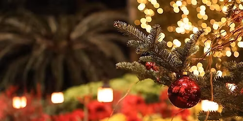 Holiday Plant Trivia and Cheer