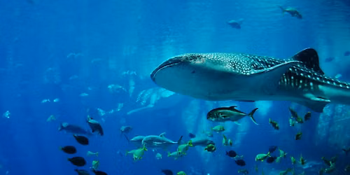 PLYMOUTH AQUARIUM AND THE CHADDLEWOOD INN