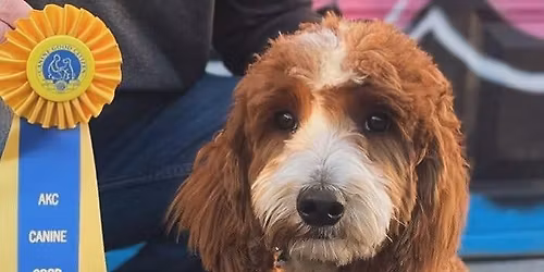 AKC Canine Good Citizen Class Series