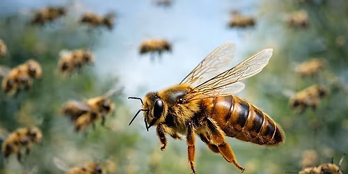 FREE The Secret Life of Honeybees CLASS for Kids of all ages!