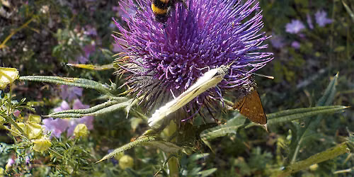 Pollinator Survey - Heysham