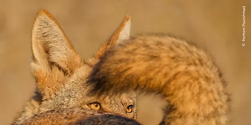 Vernissage Wildlife Photographer of the Year
