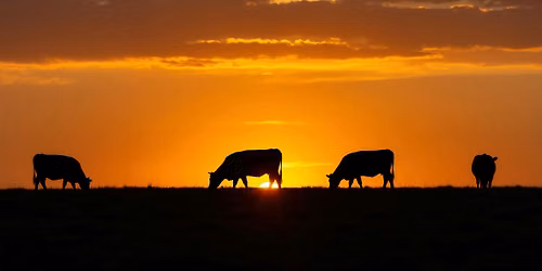 Practical Regenerative Grazing