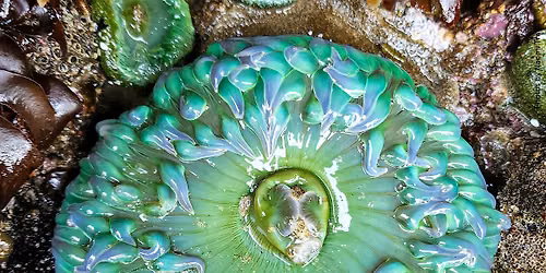 Tidepool Discovery Days (June 17)*