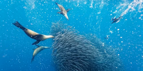 Foredrag: P\u00e5 eventyr i en skjult verden