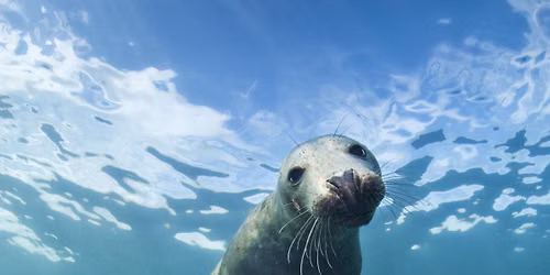 Beneath the Waves: Discovering Lincolnshire\u2019s Marine Life \u2013 talk & dinner