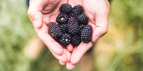BBQ, Blackberries & Bluegrass