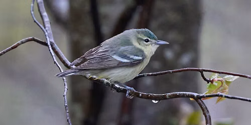 Wings Over Lake Erie: Fall Bird Migration