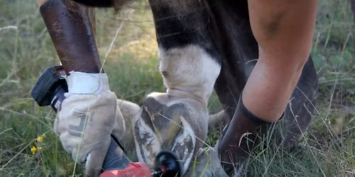 Semin\u00e1\u0159 o kopytech s Dan\u010dou Mihalikovou