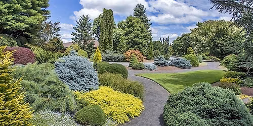 Conifers in Your Garden with Iseli Nursery at Division