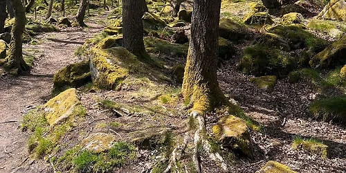 Half Term Family Guided Hike