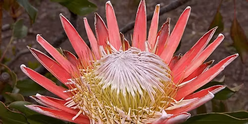 A Botanical Tourist Visits the Western Cape of South Africa
