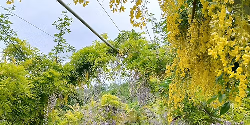 Guided Walk: Spring in the Heart of England Forest Arboretum