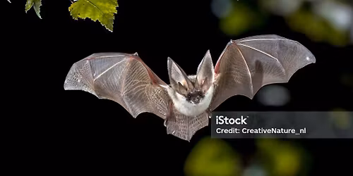 "Bats, Bats, Bats " Do we need them on our farm or in our neighborhood?