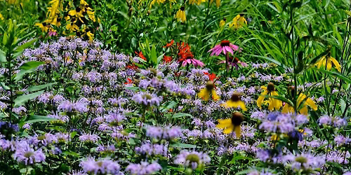 Incredible Edible Wild Plants