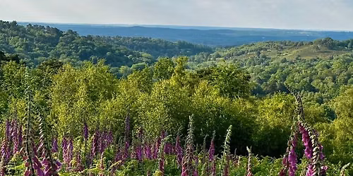 Just Hike: 16km Devil\u2019s Punch Bowl and Thursley Common