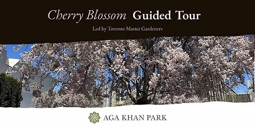 Cherry Blossom Guided Tour at Aga Khan Park