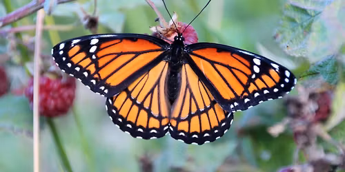 Butterflies of the Lethbridge Area Presentation