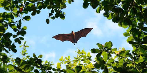 Pittsburgh Center for Creative Reuse presents Make a Pet Bat
