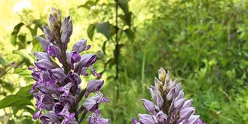 Wild Orchid Hunt