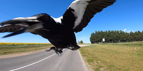 \ud83c\udfb6 Community Springtime Swap \ud83c\udf43\u2728