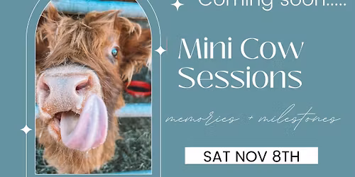 Mini Cow Session - SELF SERVE PHOTOS 