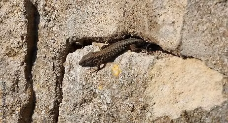 LA TAILLE DE PIERRE ET LA BIODIVERSITE