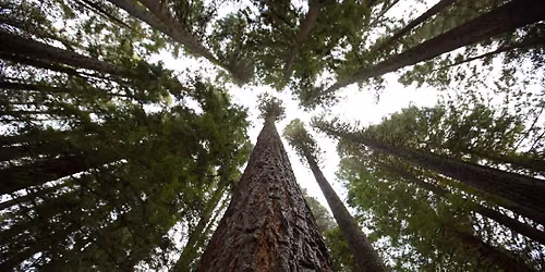 Grief-focused Forest Bathing