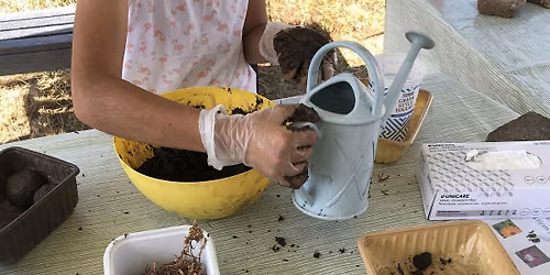 Make Seed Bombs to help Bees and Butterflies