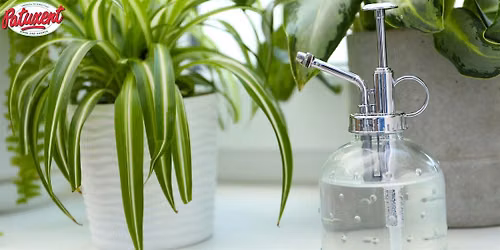How To Treat & Prevent Houseplant Pests